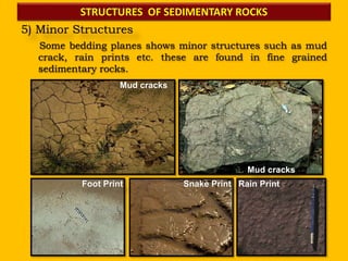 STRUCTURES OF SEDIMENTARY ROCKS
5) Minor Structures
Some bedding planes shows minor structures such as mud
crack, rain prints etc. these are found in fine grained
sedimentary rocks.
Mud cracks
Mud cracks
Foot Print Snake Print Rain Print
 
