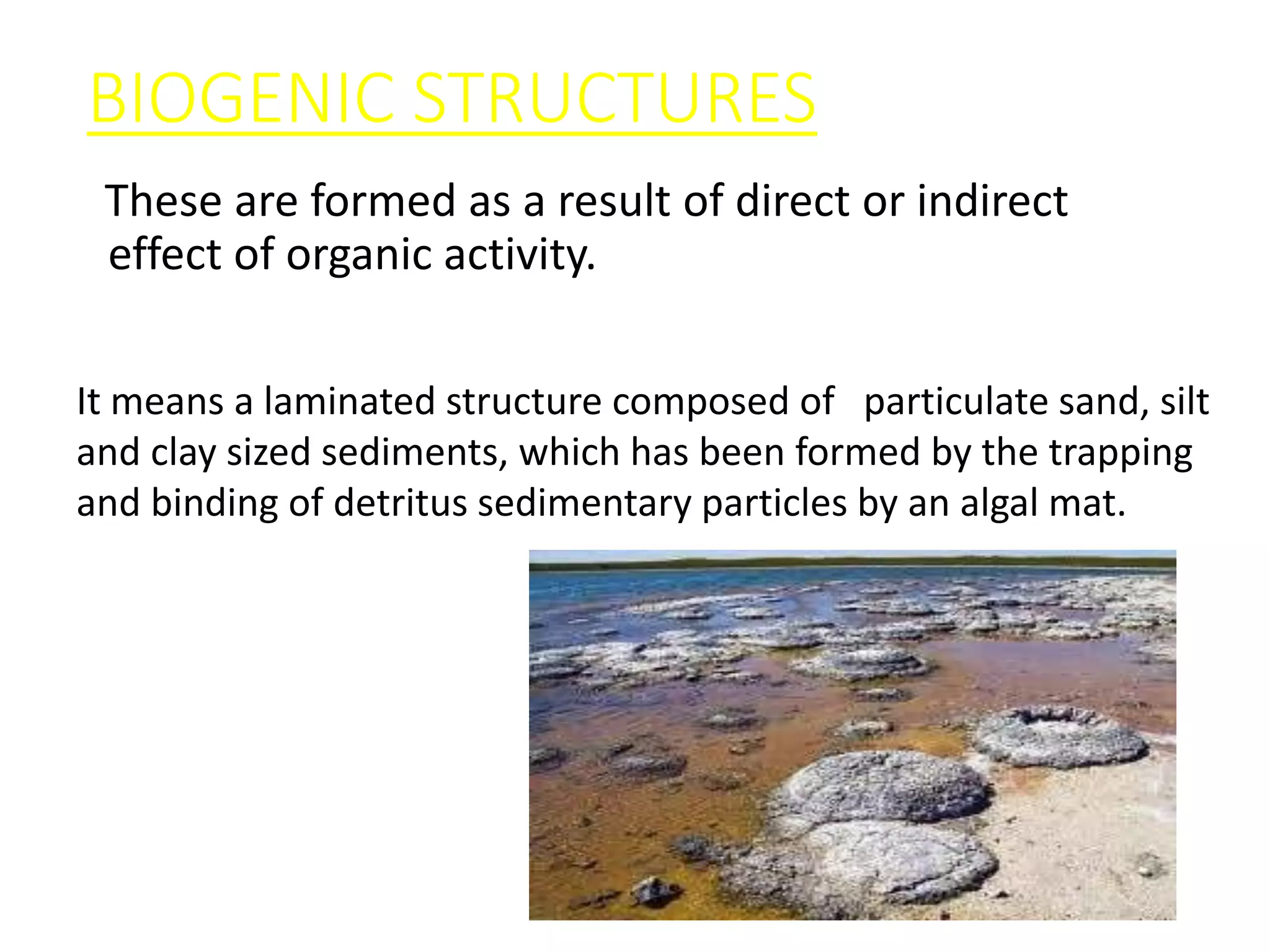 BIOGENIC STRUCTURES
These are formed as a result of direct or indirect
effect of organic activity.
Stromatolites:
It means a laminated structure composed of particulate sand, silt
and clay sized sediments, which has been formed by the trapping
and binding of detritus sedimentary particles by an algal mat.
 