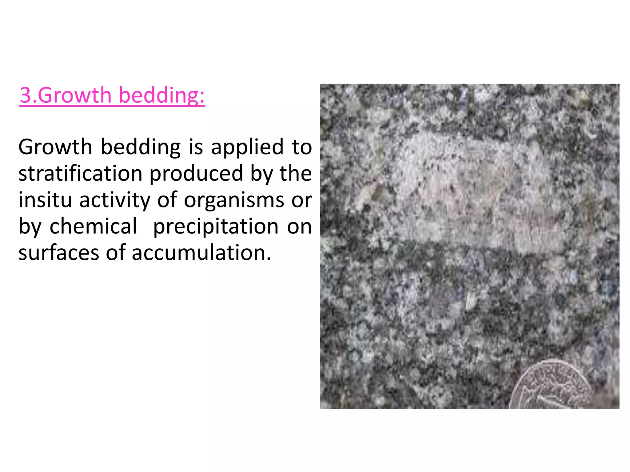 Growth bedding is applied to
stratification produced by the
insitu activity of organisms or
by chemical precipitation on
surfaces of accumulation.
3.Growth bedding:
 