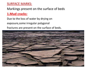 SURFACE MARKS:
Markings present on the surface of beds
1.Mud cracks:
Due to the loss of water by drying on
exposure,some irregular polygonal
fractures are present on the surface of beds.
 
