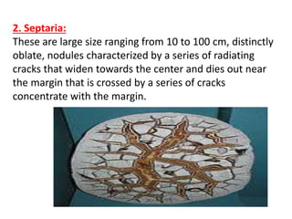 2. Septaria:
These are large size ranging from 10 to 100 cm, distinctly
oblate, nodules characterized by a series of radiating
cracks that widen towards the center and dies out near
the margin that is crossed by a series of cracks
concentrate with the margin.
 