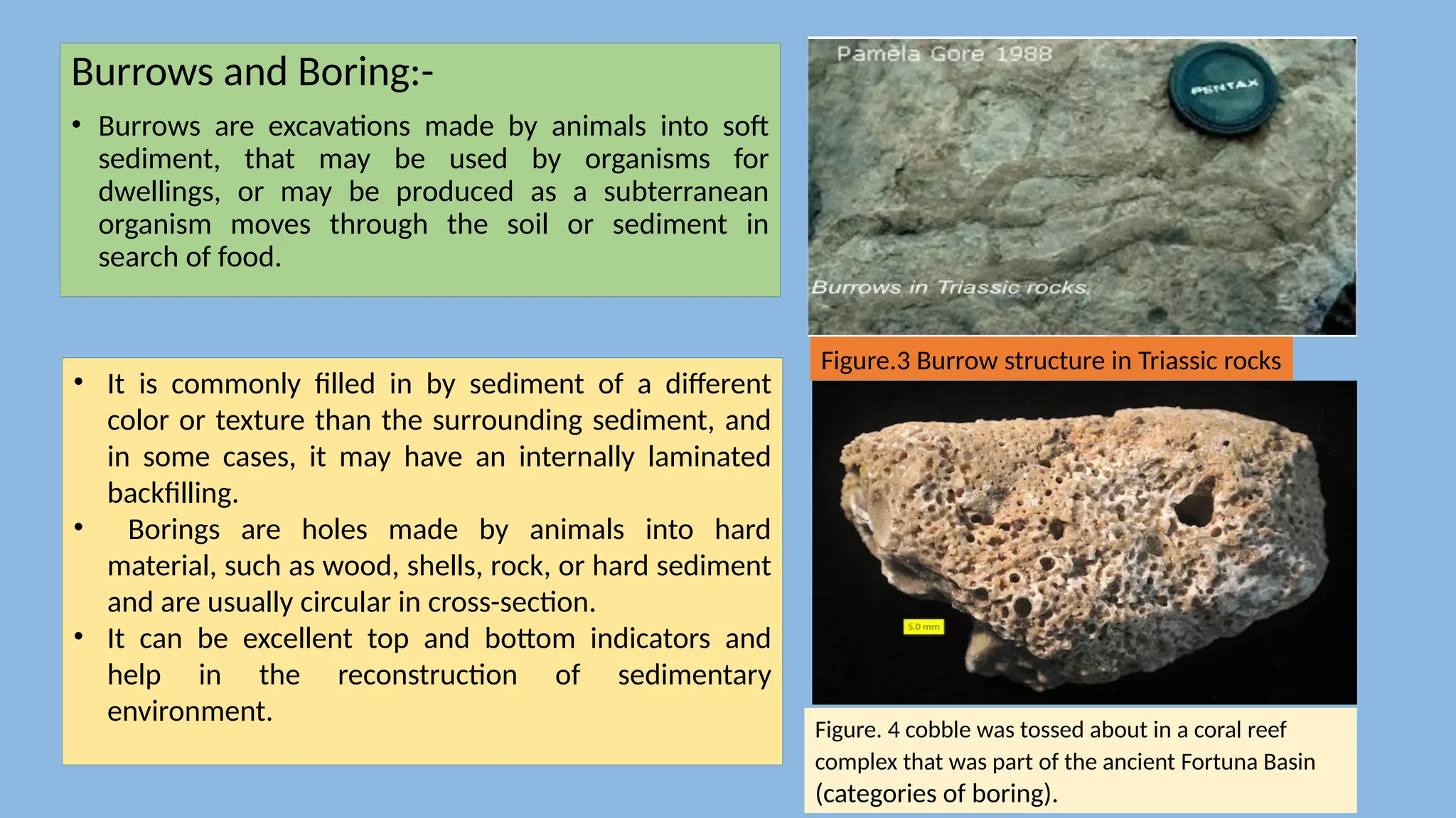 Burrows and Boring:-
• Burrows are excavations made by animals into soft
sediment, that may be used by organisms for
dwellings, or may be produced as a subterranean
organism moves through the soil or sediment in
search of food.
Figure.3 Burrow structure in Triassic rocks
• It is commonly filled in by sediment of a different
color or texture than the surrounding sediment, and
in some cases, it may have an internally laminated
backfilling.
• Borings are holes made by animals into hard
material, such as wood, shells, rock, or hard sediment
and are usually circular in cross-section.
• It can be excellent top and bottom indicators and
help in the reconstruction of sedimentary
environment.
Figure. 4 cobble was tossed about in a coral reef
complex that was part of the ancient Fortuna Basin
(categories of boring).
 