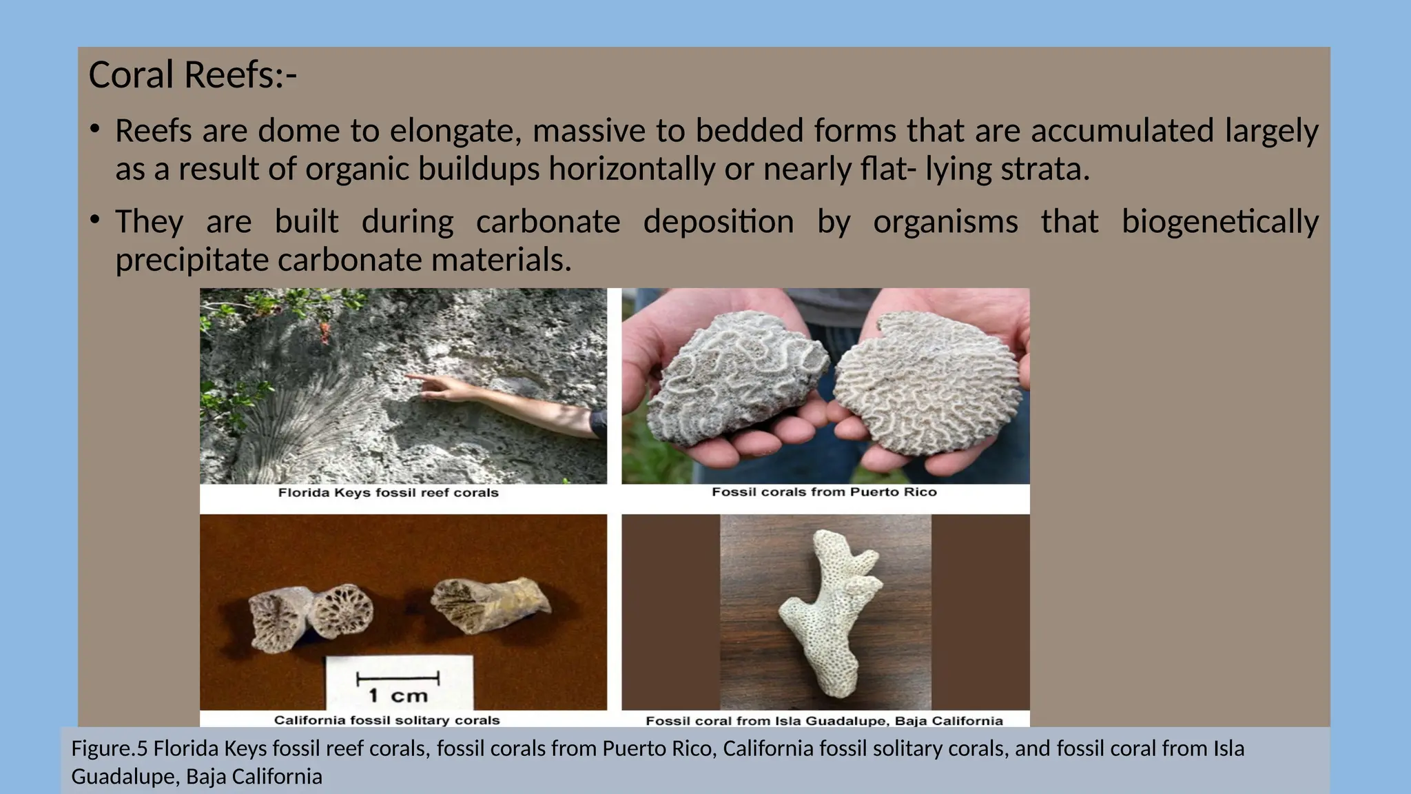 Coral Reefs:-
• Reefs are dome to elongate, massive to bedded forms that are accumulated largely
as a result of organic buildups horizontally or nearly flat- lying strata.
• They are built during carbonate deposition by organisms that biogenetically
precipitate carbonate materials.
Figure.5 Florida Keys fossil reef corals, fossil corals from Puerto Rico, California fossil solitary corals, and fossil coral from Isla
Guadalupe, Baja California
 