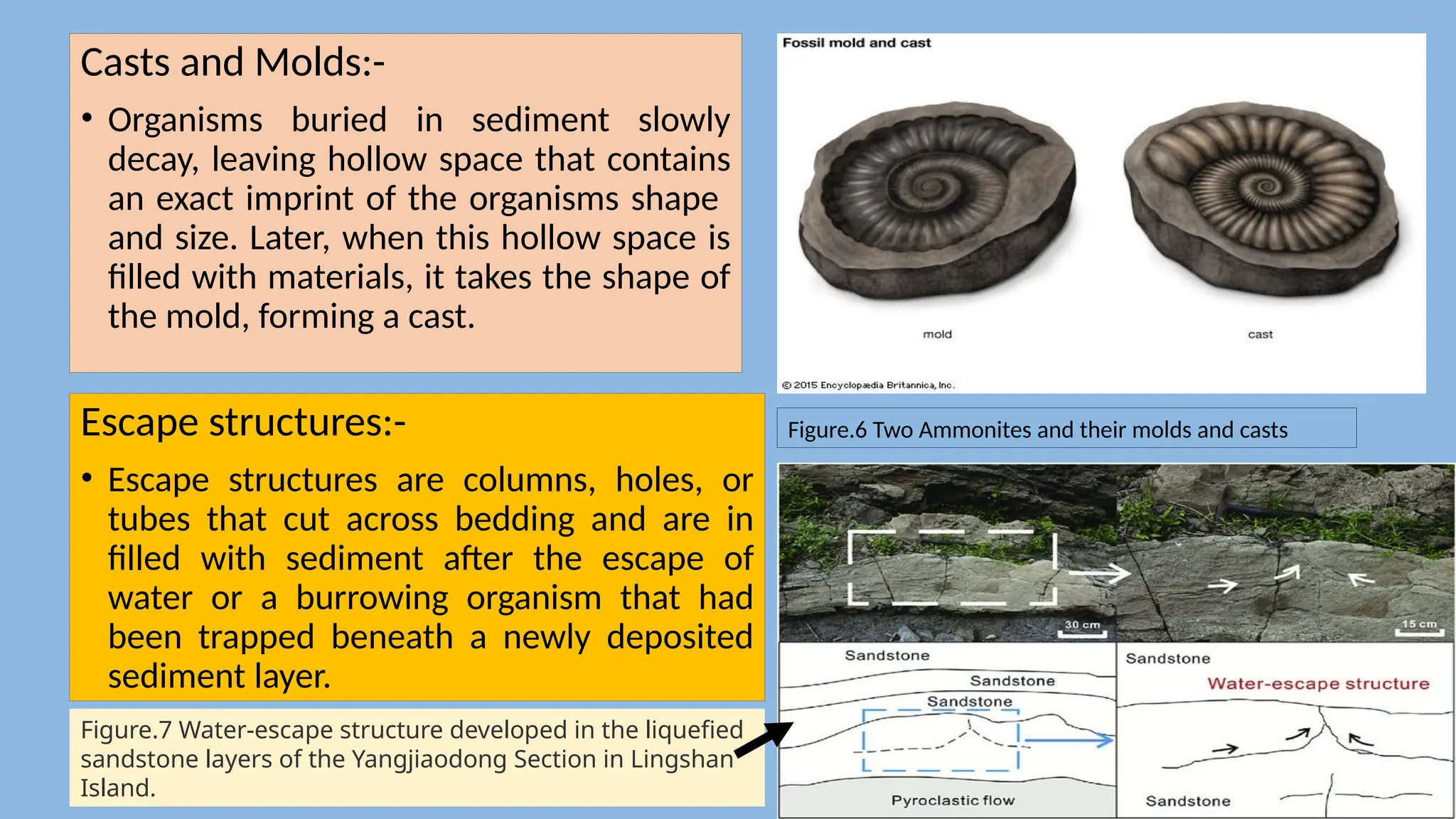Casts and Molds:-
• Organisms buried in sediment slowly
decay, leaving hollow space that contains
an exact imprint of the organisms shape
and size. Later, when this hollow space is
filled with materials, it takes the shape of
the mold, forming a cast.
Figure.6 Two Ammonites and their molds and casts
Escape structures:-
• Escape structures are columns, holes, or
tubes that cut across bedding and are in
filled with sediment after the escape of
water or a burrowing organism that had
been trapped beneath a newly deposited
sediment layer.
Figure.7 Water-escape structure developed in the liquefied
sandstone layers of the Yangjiaodong Section in Lingshan
Island.
 