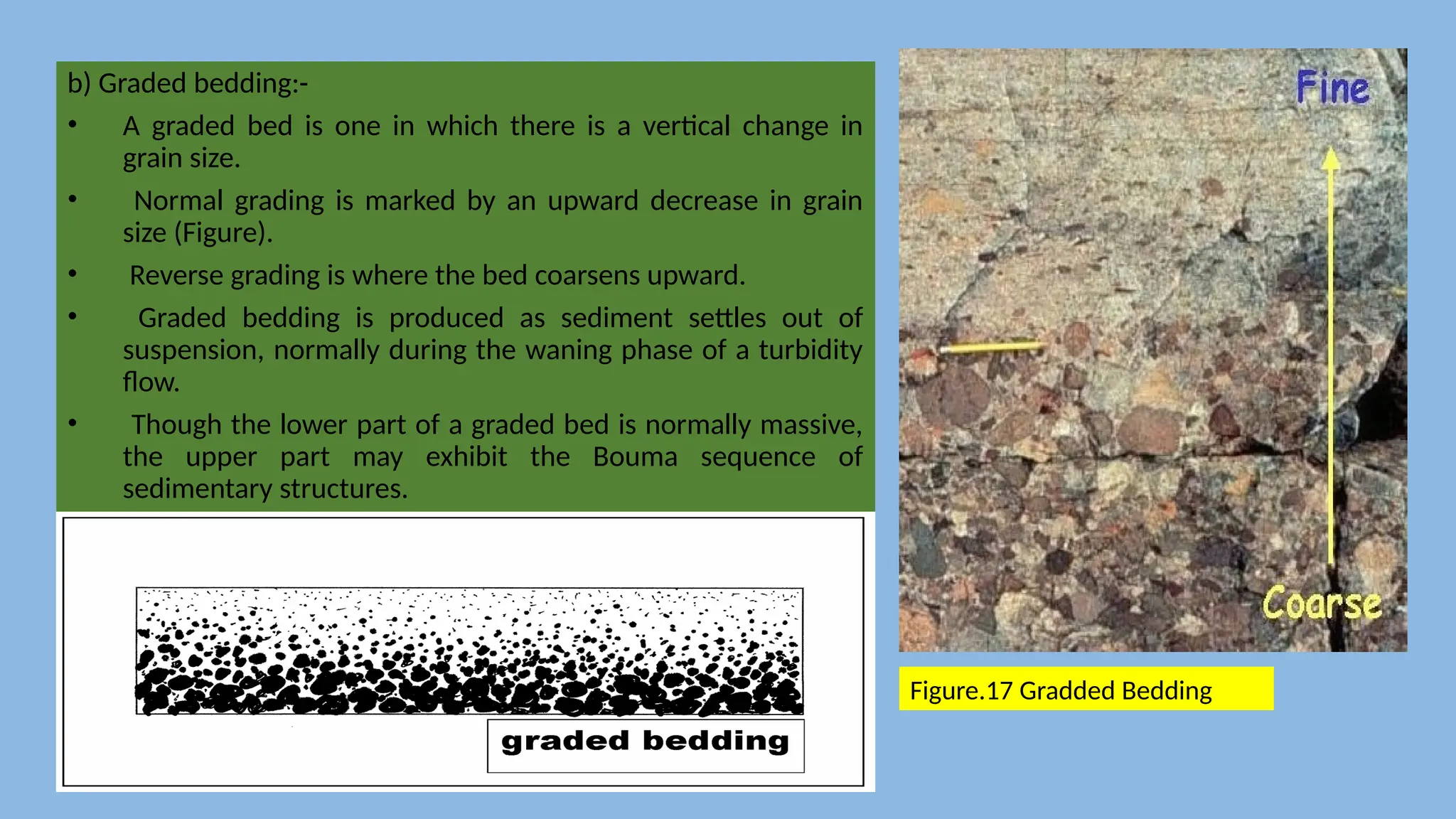 b) Graded bedding:-
• A graded bed is one in which there is a vertical change in
grain size.
• Normal grading is marked by an upward decrease in grain
size (Figure).
• Reverse grading is where the bed coarsens upward.
• Graded bedding is produced as sediment settles out of
suspension, normally during the waning phase of a turbidity
flow.
• Though the lower part of a graded bed is normally massive,
the upper part may exhibit the Bouma sequence of
sedimentary structures.
Figure.17 Gradded Bedding
 