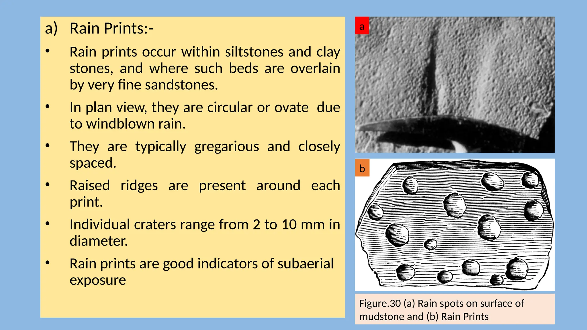 a) Rain Prints:-
• Rain prints occur within siltstones and clay
stones, and where such beds are overlain
by very fine sandstones.
• In plan view, they are circular or ovate due
to windblown rain.
• They are typically gregarious and closely
spaced.
• Raised ridges are present around each
print.
• Individual craters range from 2 to 10 mm in
diameter.
• Rain prints are good indicators of subaerial
exposure
Figure.30 (a) Rain spots on surface of
mudstone and (b) Rain Prints
a
b
 