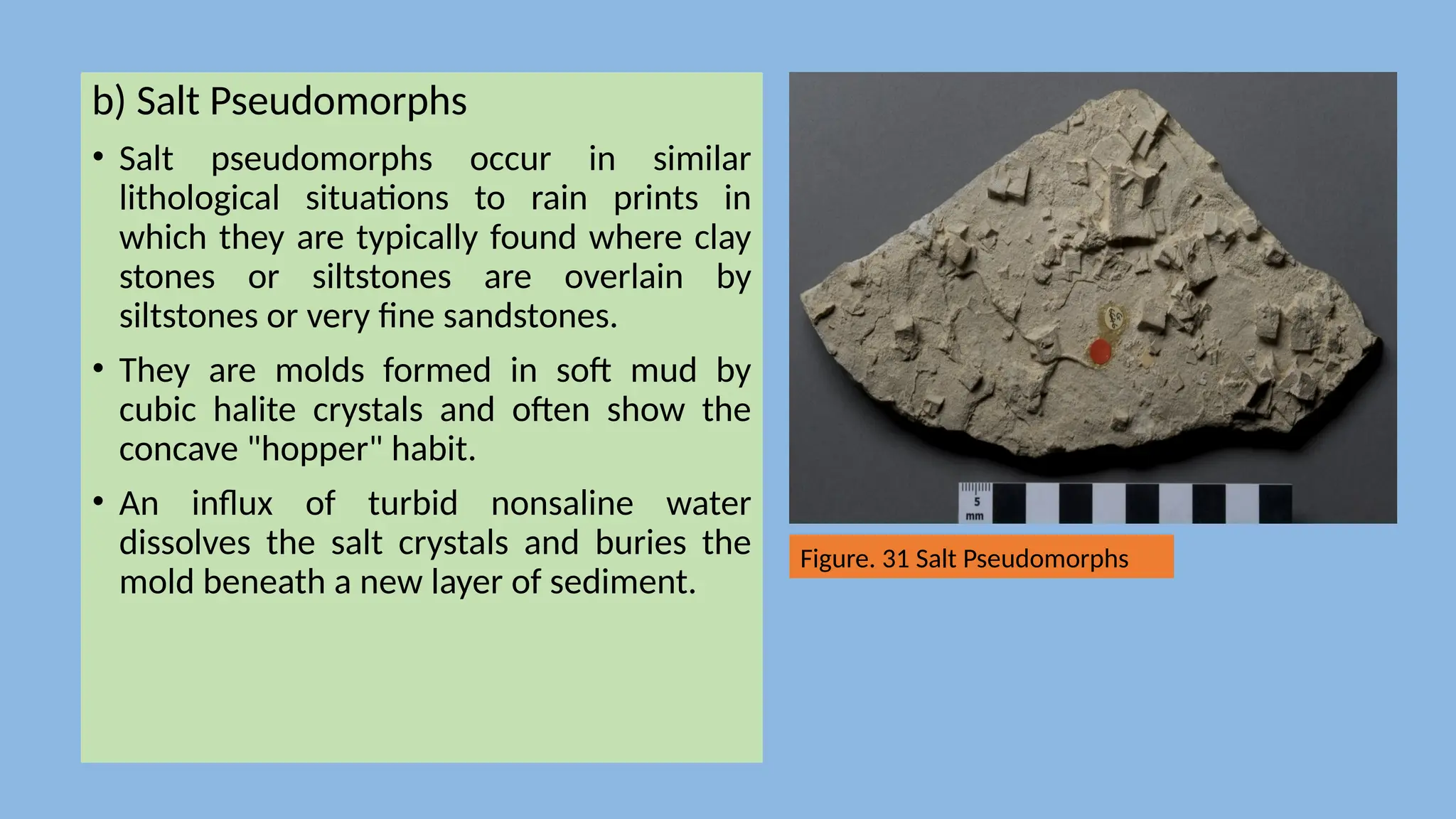 b) Salt Pseudomorphs
• Salt pseudomorphs occur in similar
lithological situations to rain prints in
which they are typically found where clay
stones or siltstones are overlain by
siltstones or very fine sandstones.
• They are molds formed in soft mud by
cubic halite crystals and often show the
concave "hopper" habit.
• An influx of turbid nonsaline water
dissolves the salt crystals and buries the
mold beneath a new layer of sediment.
Figure. 31 Salt Pseudomorphs
 