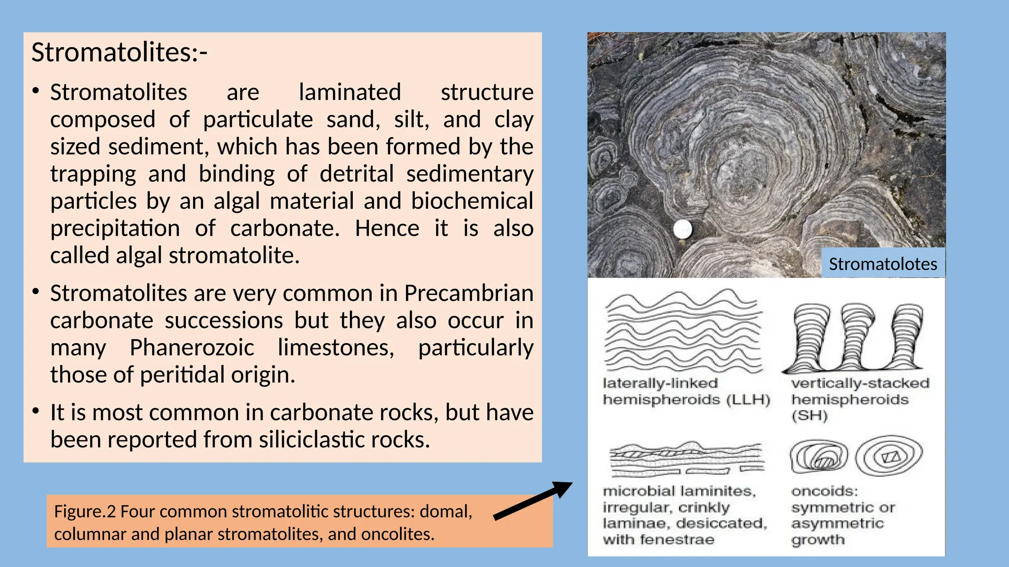 Stromatolites:-
• Stromatolites are laminated structure
composed of particulate sand, silt, and clay
sized sediment, which has been formed by the
trapping and binding of detrital sedimentary
particles by an algal material and biochemical
precipitation of carbonate. Hence it is also
called algal stromatolite.
• Stromatolites are very common in Precambrian
carbonate successions but they also occur in
many Phanerozoic limestones, particularly
those of peritidal origin.
• It is most common in carbonate rocks, but have
been reported from siliciclastic rocks.
Figure.2 Four common stromatolitic structures: domal,
columnar and planar stromatolites, and oncolites.
Stromatolotes
 
