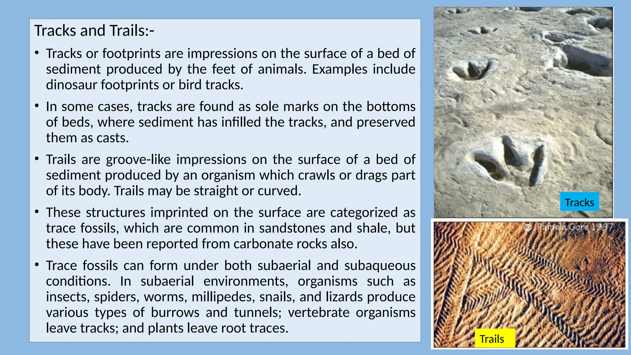 Tracks and Trails:-
• Tracks or footprints are impressions on the surface of a bed of
sediment produced by the feet of animals. Examples include
dinosaur footprints or bird tracks.
• In some cases, tracks are found as sole marks on the bottoms
of beds, where sediment has infilled the tracks, and preserved
them as casts.
• Trails are groove-like impressions on the surface of a bed of
sediment produced by an organism which crawls or drags part
of its body. Trails may be straight or curved.
• These structures imprinted on the surface are categorized as
trace fossils, which are common in sandstones and shale, but
these have been reported from carbonate rocks also.
• Trace fossils can form under both subaerial and subaqueous
conditions. In subaerial environments, organisms such as
insects, spiders, worms, millipedes, snails, and lizards produce
various types of burrows and tunnels; vertebrate organisms
leave tracks; and plants leave root traces.
Tracks
Trails
 