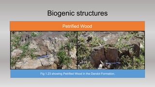 Sedimentary structures Present in Permian and Eocene Rocks of Pakistan ...
