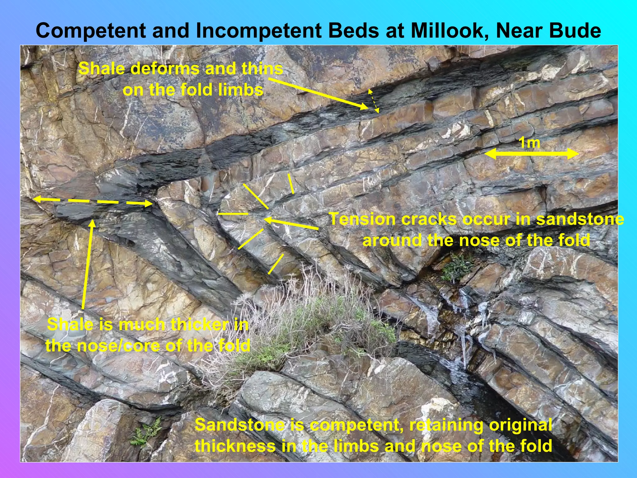 Competent and Incompetent Beds at Millook, Near Bude
    Shale deforms and thins
         on the fold limbs

                                                        1m



                                  Tension cracks occur in sandstone
                                     around the nose of the fold



Shale is much thicker in
the nose/core of the fold



                  Sandstone is competent, retaining original
                  thickness in the limbs and nose of the fold
 