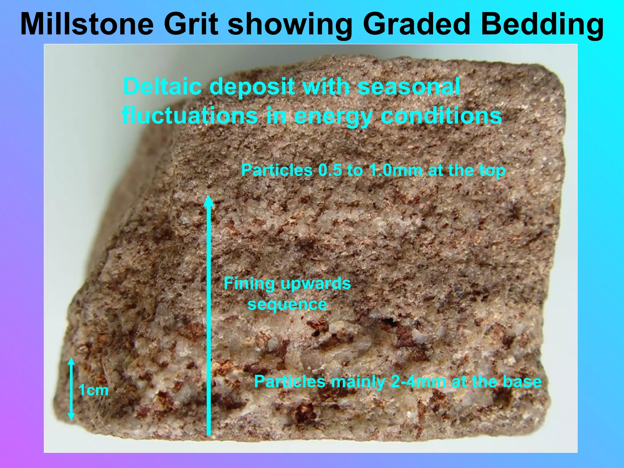 Millstone Grit showing Graded Bedding
         Deltaic deposit with seasonal
         fluctuations in energy conditions

                   Particles 0.5 to 1.0mm at the top




                 Fining upwards
                    sequence



   1cm
                    Particles mainly 2-4mm at the base
 