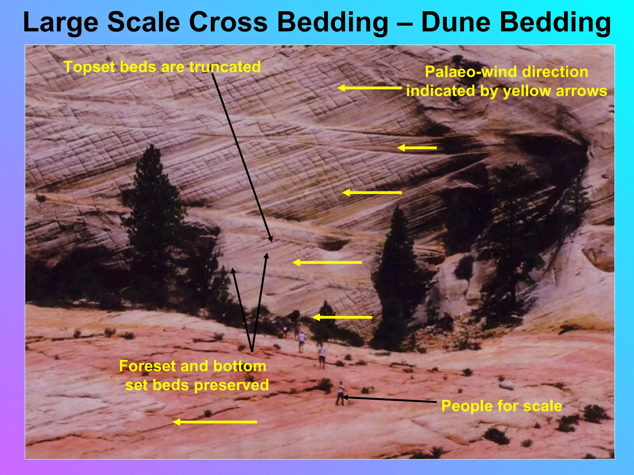 Large Scale Cross Bedding – Dune Bedding
  Topset beds are truncated      Palaeo-wind direction
                               indicated by yellow arrows




         Foreset and bottom
          set beds preserved
                                   People for scale
 