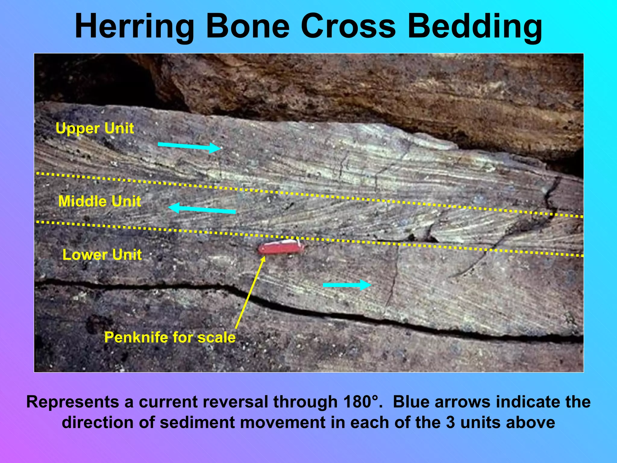 Herring Bone Cross Bedding

   Upper Unit



   Middle Unit


    Lower Unit




         Penknife for scale



Represents a current reversal through 180°. Blue arrows indicate the
   direction of sediment movement in each of the 3 units above
 