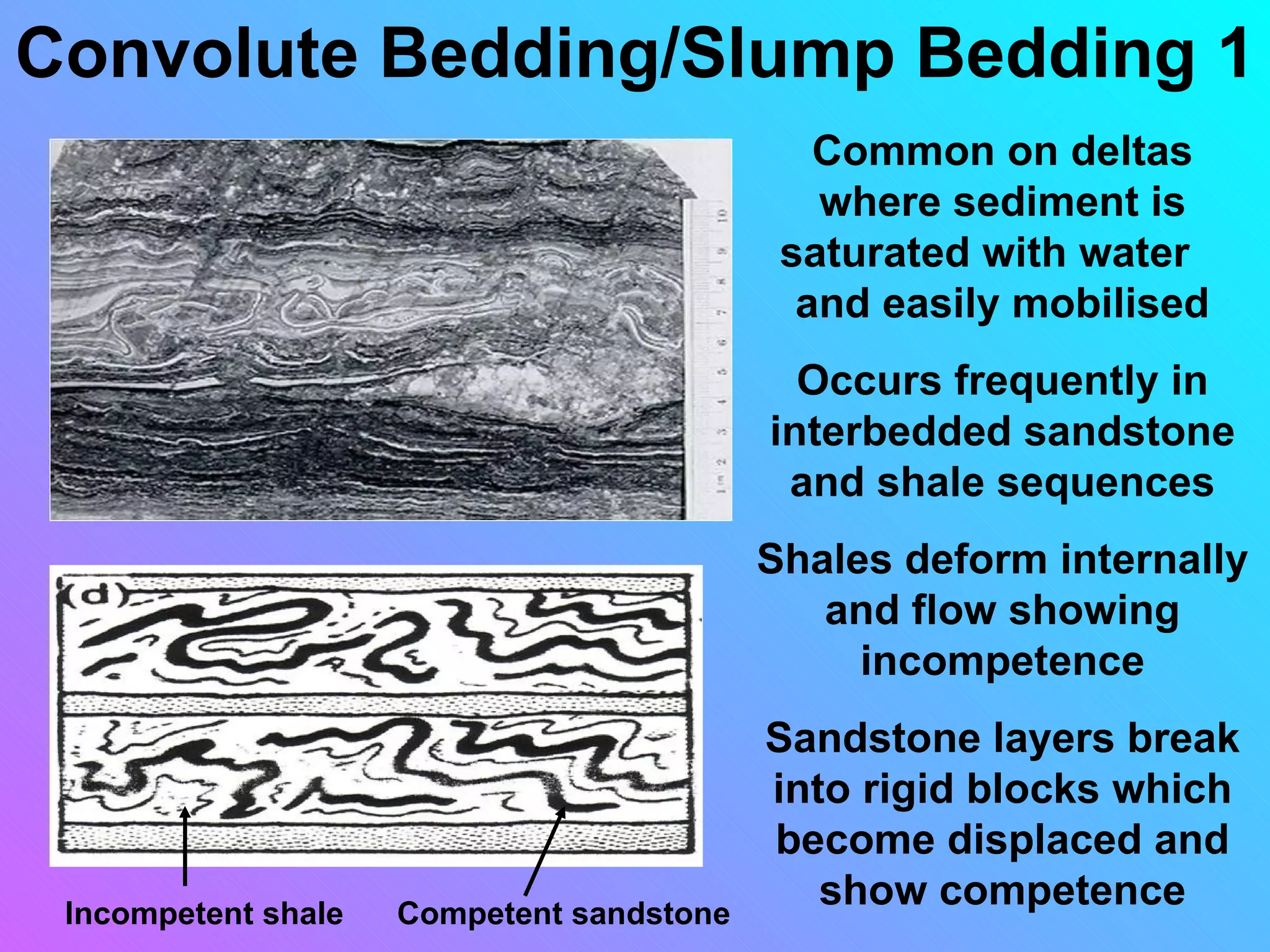Convolute Bedding/Slump Bedding 1
                                              Common on deltas
                                              where sediment is
                                            saturated with water
                                             and easily mobilised
                                             Occurs frequently in
                                           interbedded sandstone
                                            and shale sequences
                                           Shales deform internally
                                              and flow showing
                                                incompetence
                                           Sandstone layers break
                                           into rigid blocks which
                                           become displaced and
 Incompetent shale   Competent sandstone
                                              show competence
 