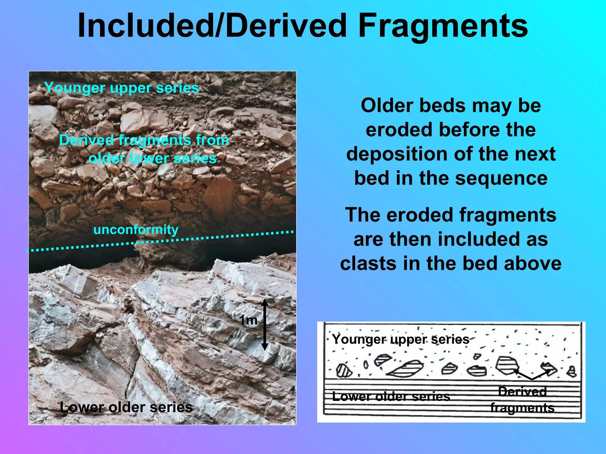 Included/Derived Fragments
Younger upper series
                                   Older beds may be
 Derived fragments from
                                   eroded before the
     older lower series          deposition of the next
                                  bed in the sequence
                                The eroded fragments
      unconformity
                                 are then included as
                                clasts in the bed above

                          1m
                               Younger upper series



                               Lower older series       Derived
 Lower older series                                   fragments
 