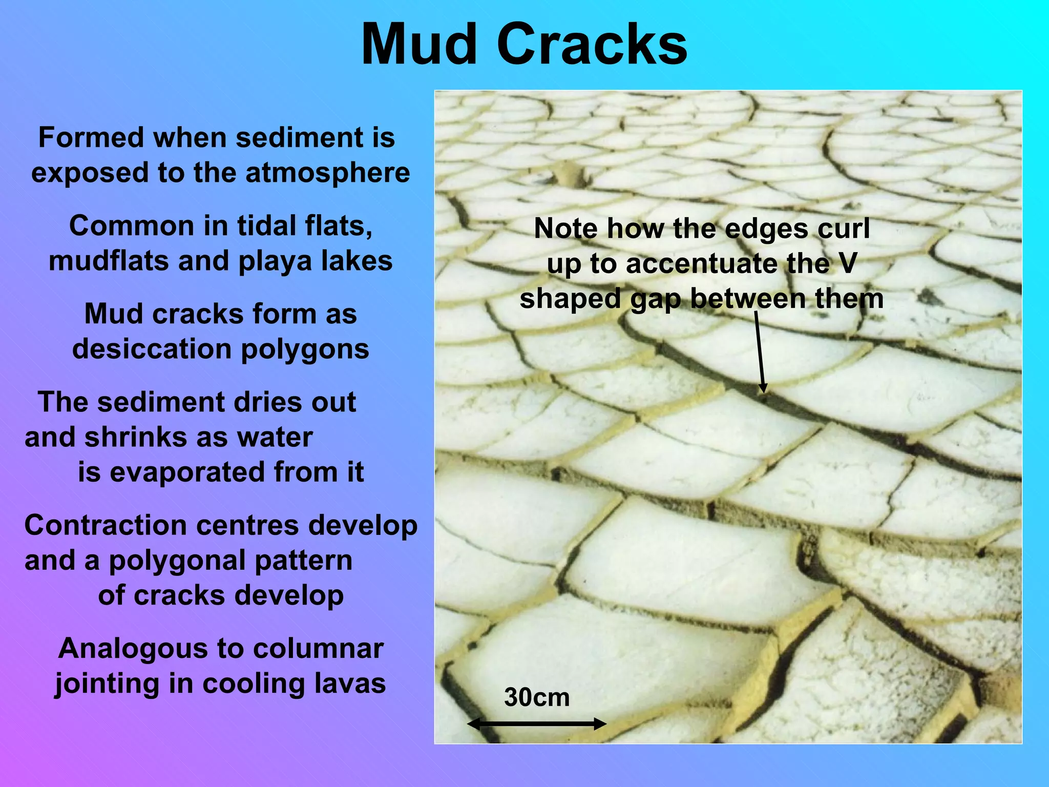 Mud Cracks
Formed when sediment is
exposed to the atmosphere
  Common in tidal flats,       Note how the edges curl
 mudflats and playa lakes       up to accentuate the V
                              shaped gap between them
    Mud cracks form as
   desiccation polygons
 The sediment dries out
and shrinks as water
   is evaporated from it
Contraction centres develop
and a polygonal pattern
     of cracks develop
  Analogous to columnar
  jointing in cooling lavas   30cm
 