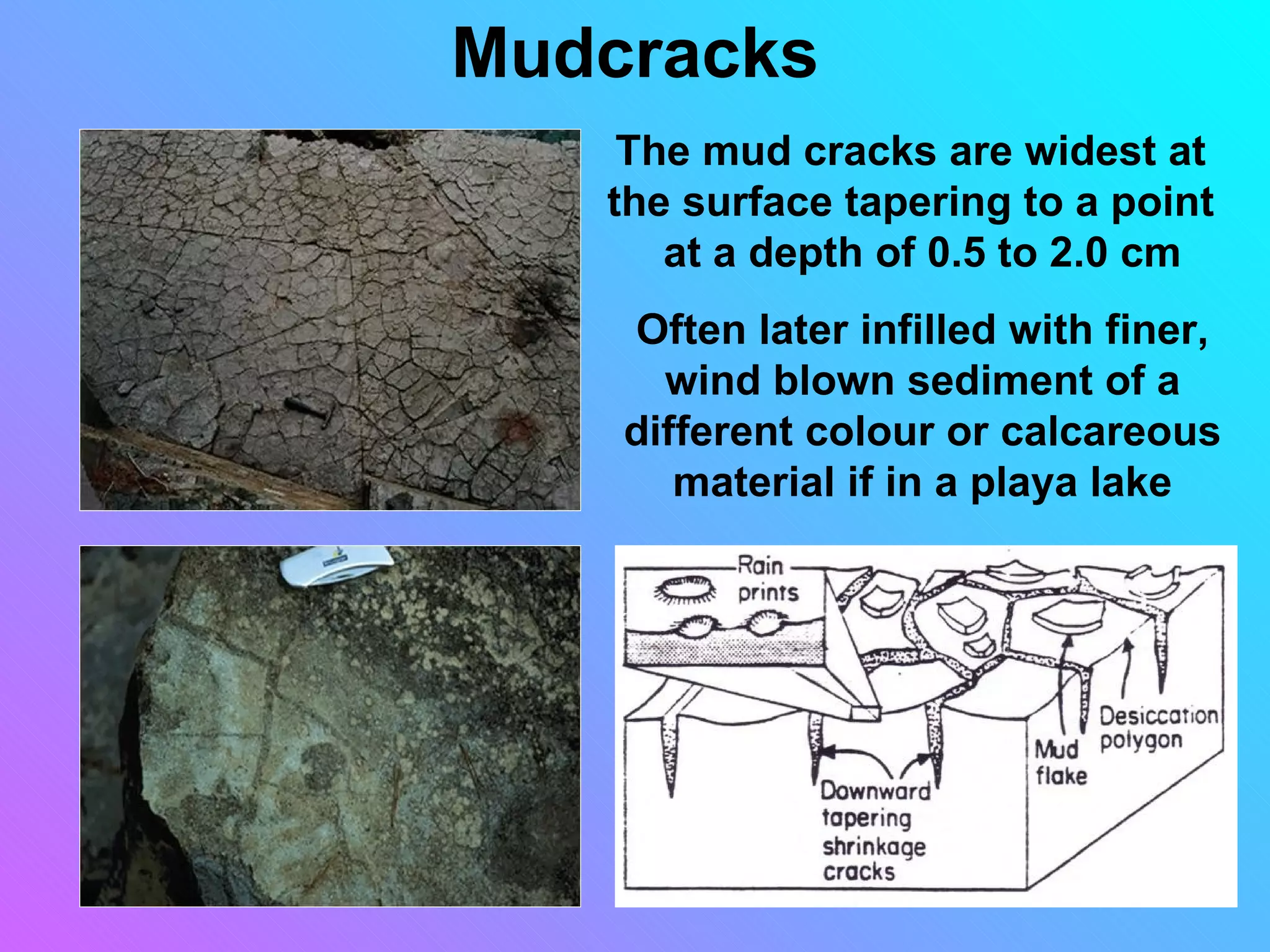 Mudcracks
    The mud cracks are widest at
   the surface tapering to a point
      at a depth of 0.5 to 2.0 cm
    Often later infilled with finer,
      wind blown sediment of a
    different colour or calcareous
       material if in a playa lake
 