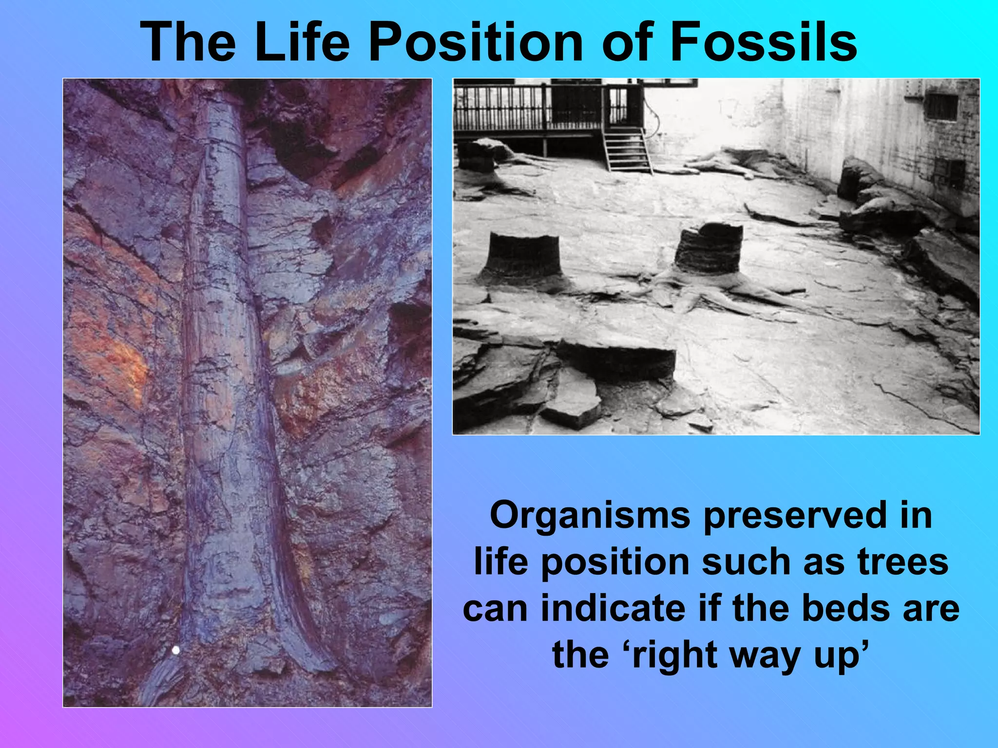 The Life Position of Fossils




               Organisms preserved in
             life position such as trees
            can indicate if the beds are
                  the ‘right way up’
 
