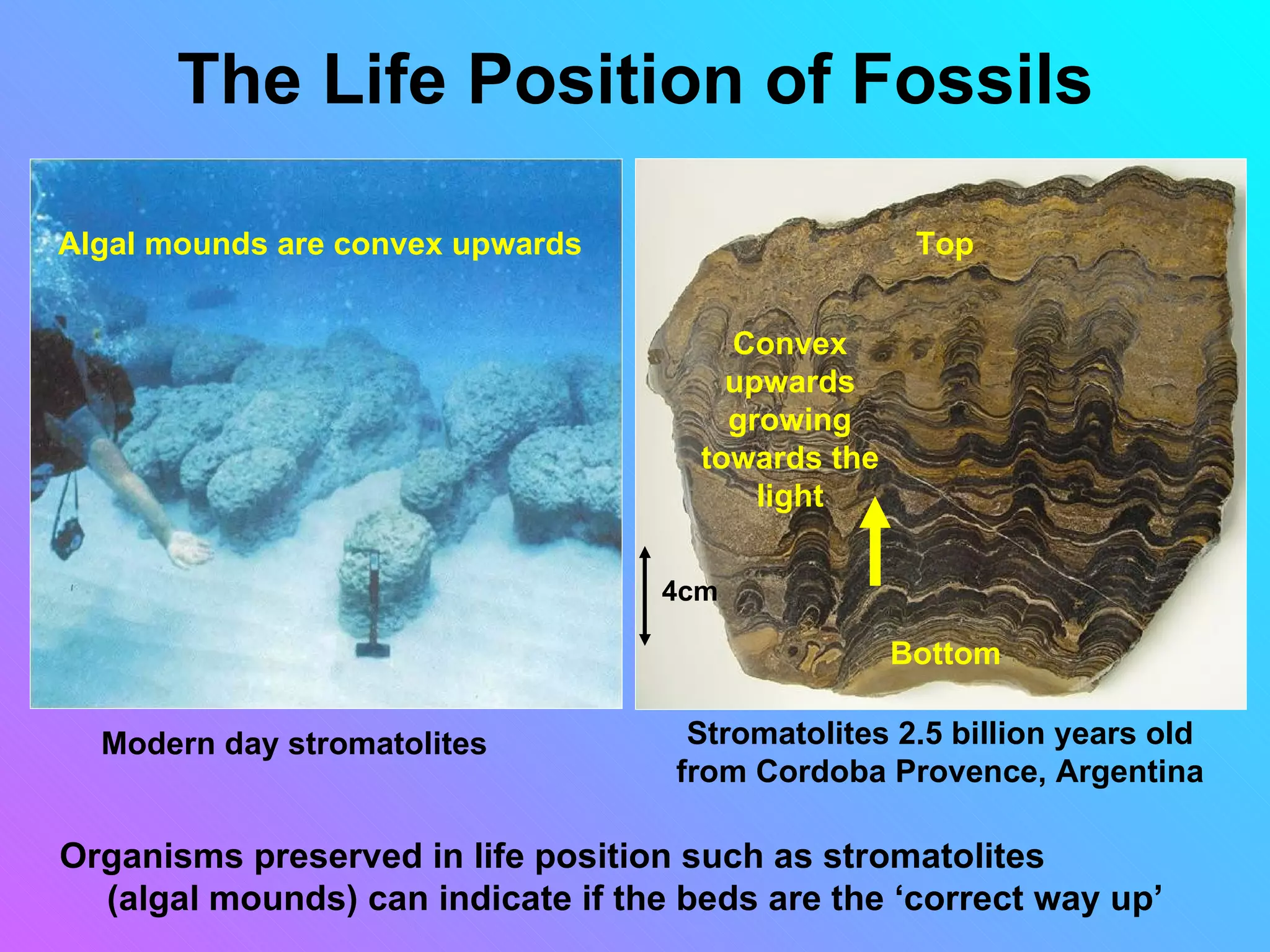 The Life Position of Fossils

Algal mounds are convex upwards                      Top


                                        Convex
                                        upwards
                                        growing
                                      towards the
                                          light

                                    4cm

                                                    Bottom

  Modern day stromatolites           Stromatolites 2.5 billion years old
                                    from Cordoba Provence, Argentina

Organisms preserved in life position such as stromatolites
  (algal mounds) can indicate if the beds are the ‘correct way up’
 