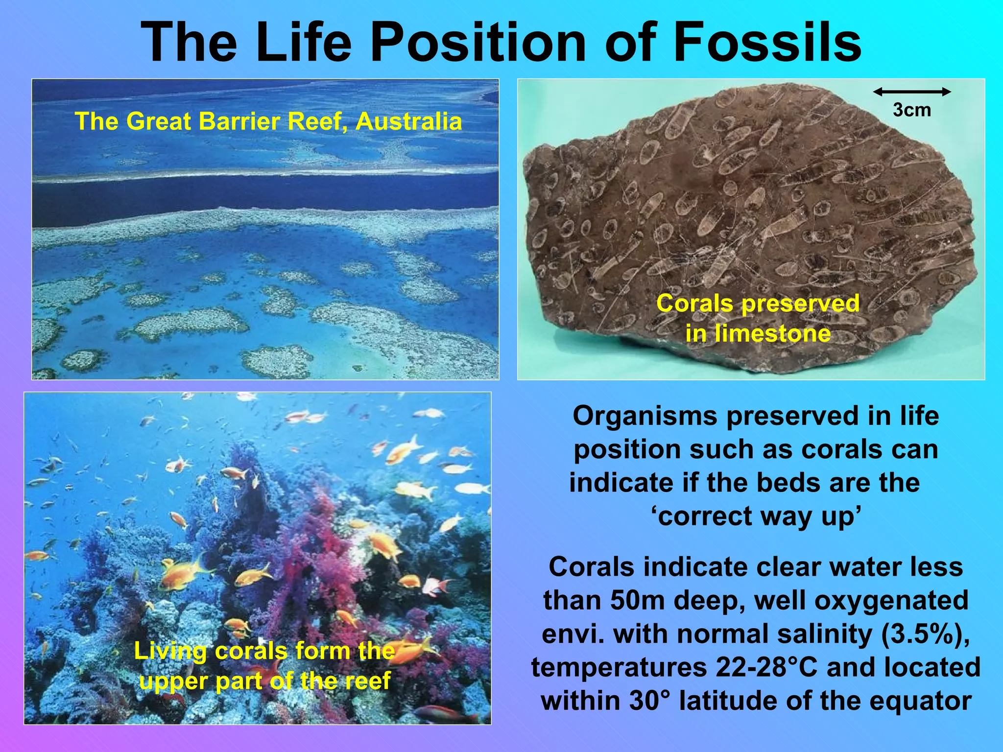 The Life Position of Fossils
                                                                3cm
The Great Barrier Reef, Australia




                                             Corals preserved
                                               in limestone


                                      Organisms preserved in life
                                       position such as corals can
                                      indicate if the beds are the
                                             ‘correct way up’
                                      Corals indicate clear water less
                                     than 50m deep, well oxygenated
                                     envi. with normal salinity (3.5%),
     Living corals form the
     upper part of the reef
                                    temperatures 22-28°C and located
                                     within 30° latitude of the equator
 