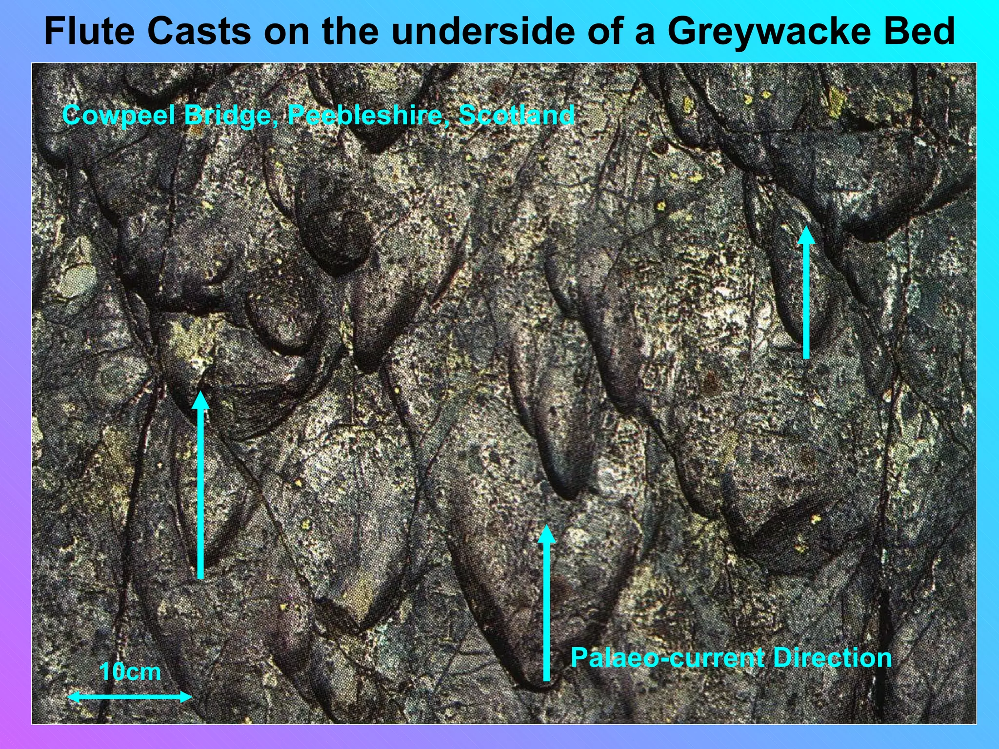 Flute Casts on the underside of a Greywacke Bed

Cowpeel Bridge, Peebleshire, Scotland




  10cm
                                    Palaeo-current Direction
 