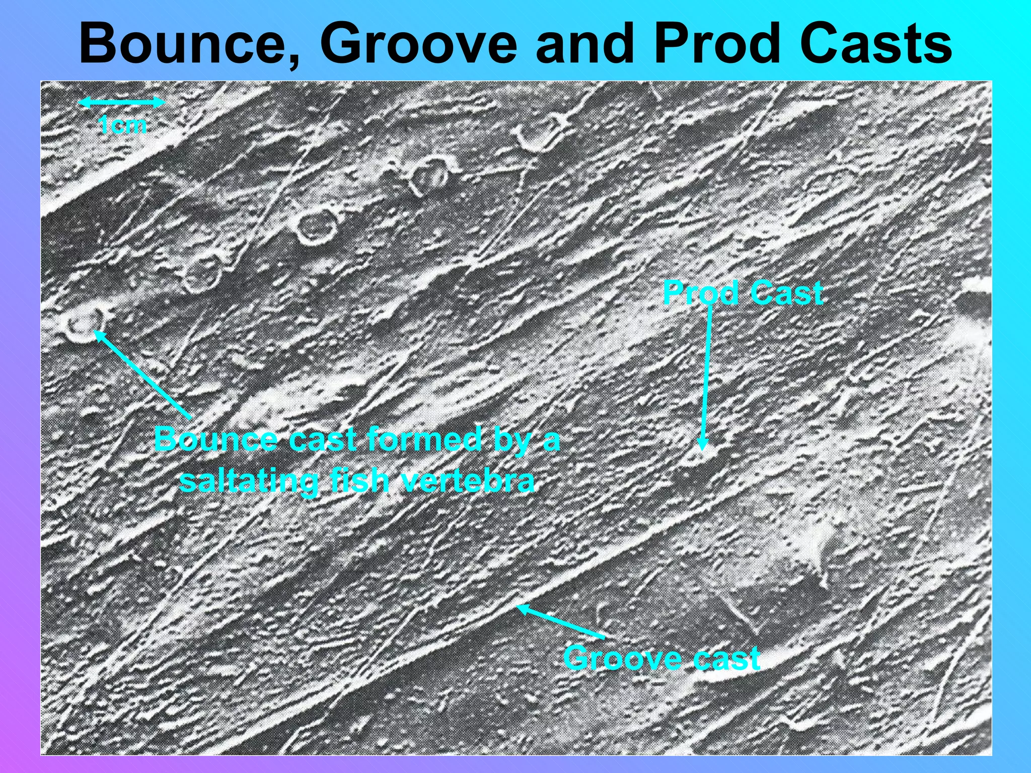 Bounce, Groove and Prod Casts
1cm




                                      Prod Cast



      Bounce cast formed by a
       saltating fish vertebra




                                 Groove cast
 