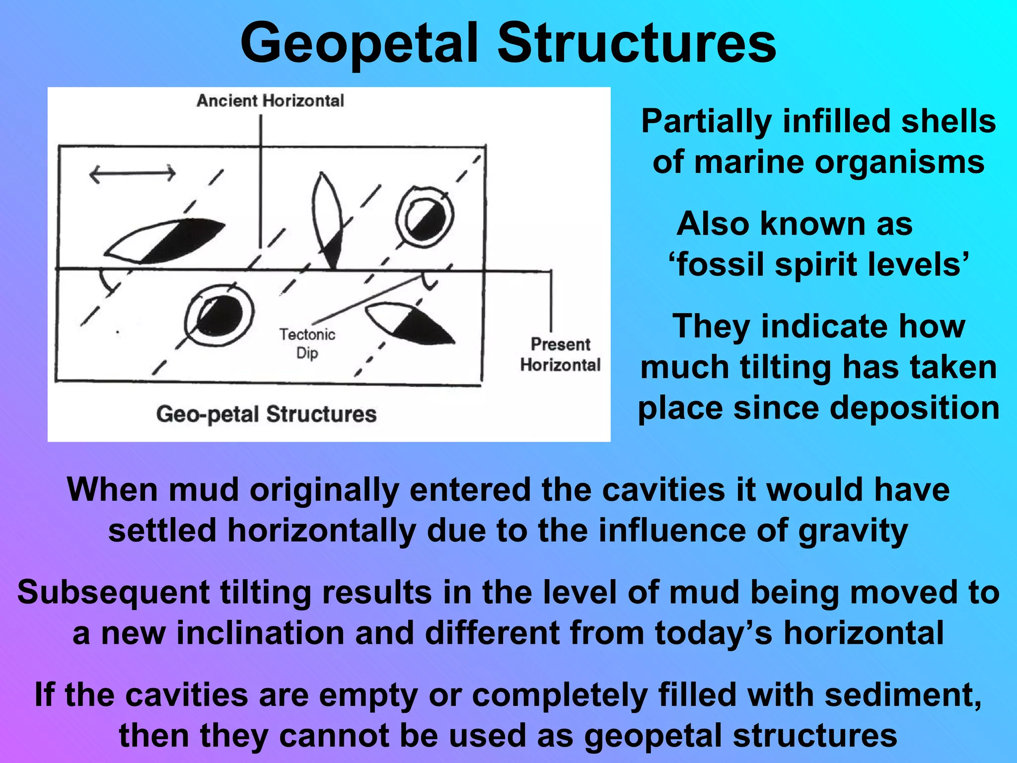 Geopetal Structures
                                        Partially infilled shells
                                         of marine organisms
                                          Also known as
                                         ‘fossil spirit levels’
                                         They indicate how
                                       much tilting has taken
                                       place since deposition

   When mud originally entered the cavities it would have
    settled horizontally due to the influence of gravity
Subsequent tilting results in the level of mud being moved to
   a new inclination and different from today’s horizontal
 If the cavities are empty or completely filled with sediment,
       then they cannot be used as geopetal structures
 