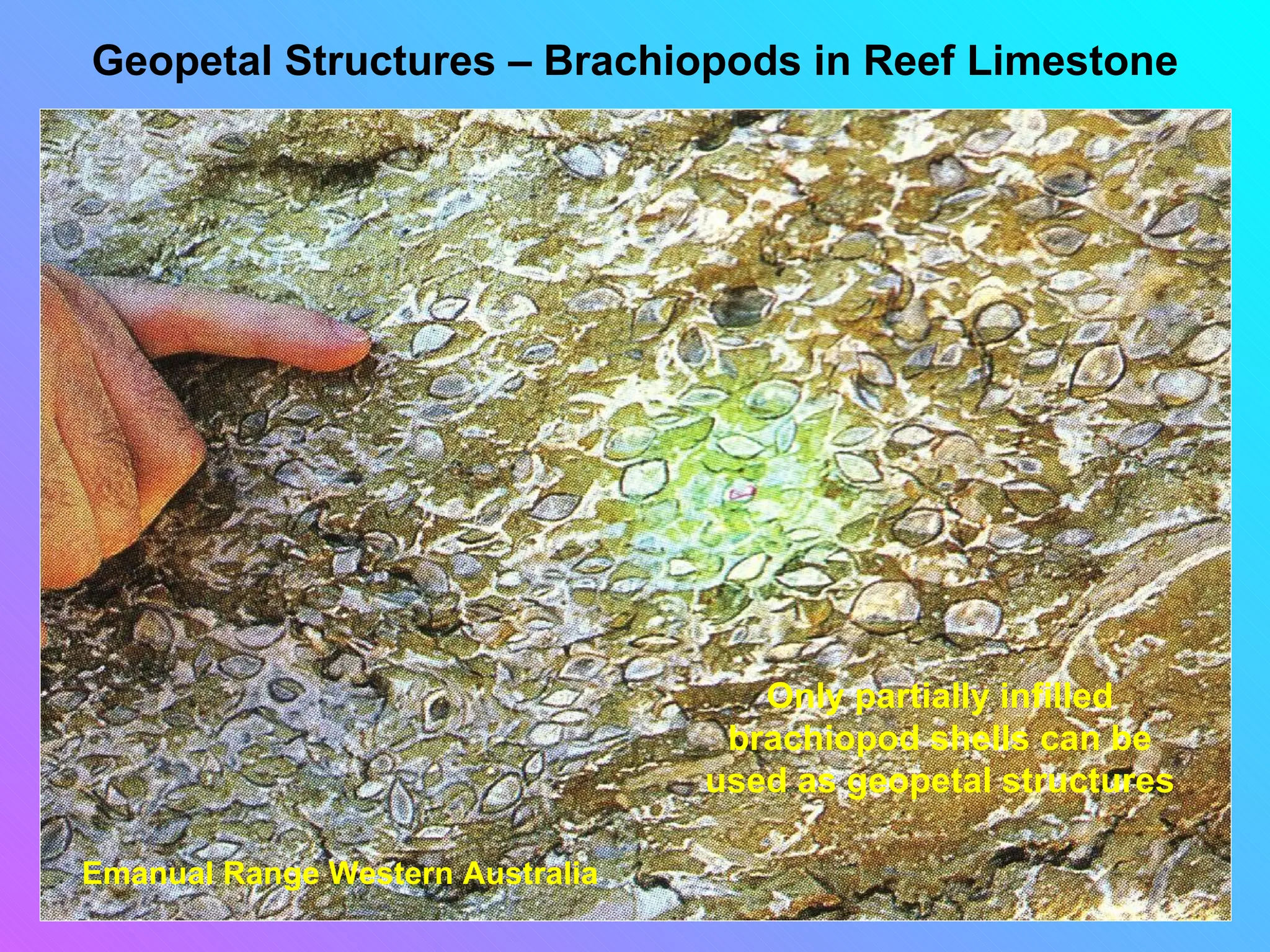 Geopetal Structures – Brachiopods in Reef Limestone




                                     Only partially infilled
                                   brachiopod shells can be
                                  used as geopetal structures

Emanual Range Western Australia
 