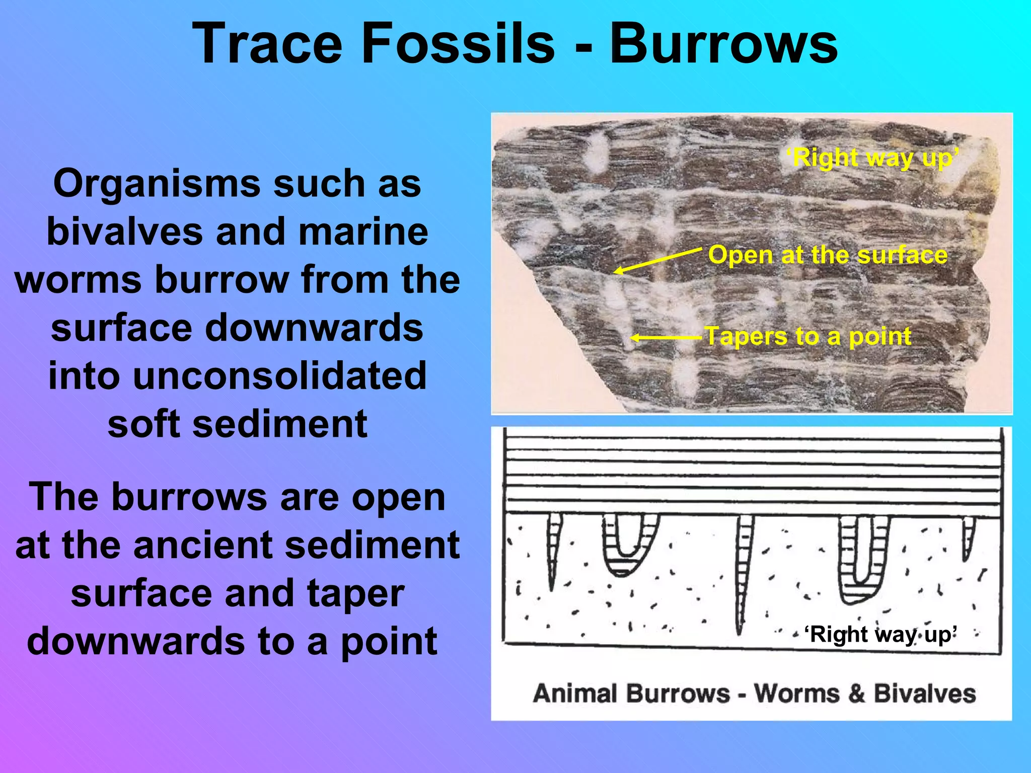 Trace Fossils - Burrows
                                 ‘Right way up’
 Organisms such as
 bivalves and marine       Open at the surface
worms burrow from the
 surface downwards         Tapers to a point
 into unconsolidated
    soft sediment
 The burrows are open
at the ancient sediment
    surface and taper
 downwards to a point              ‘Right way up’
 