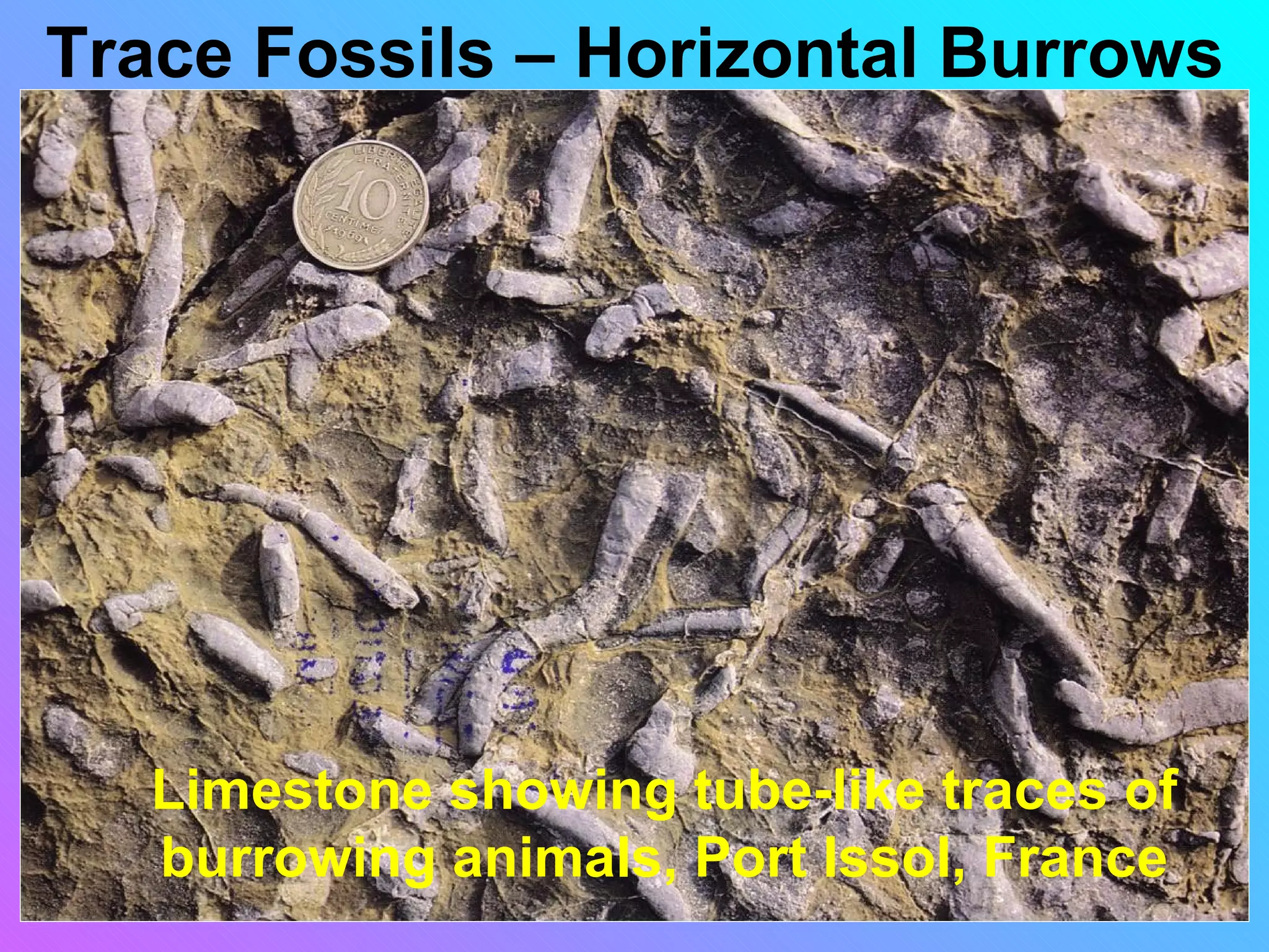 Trace Fossils – Horizontal Burrows




   Limestone showing tube-like traces of
   burrowing animals, Port Issol, France
 