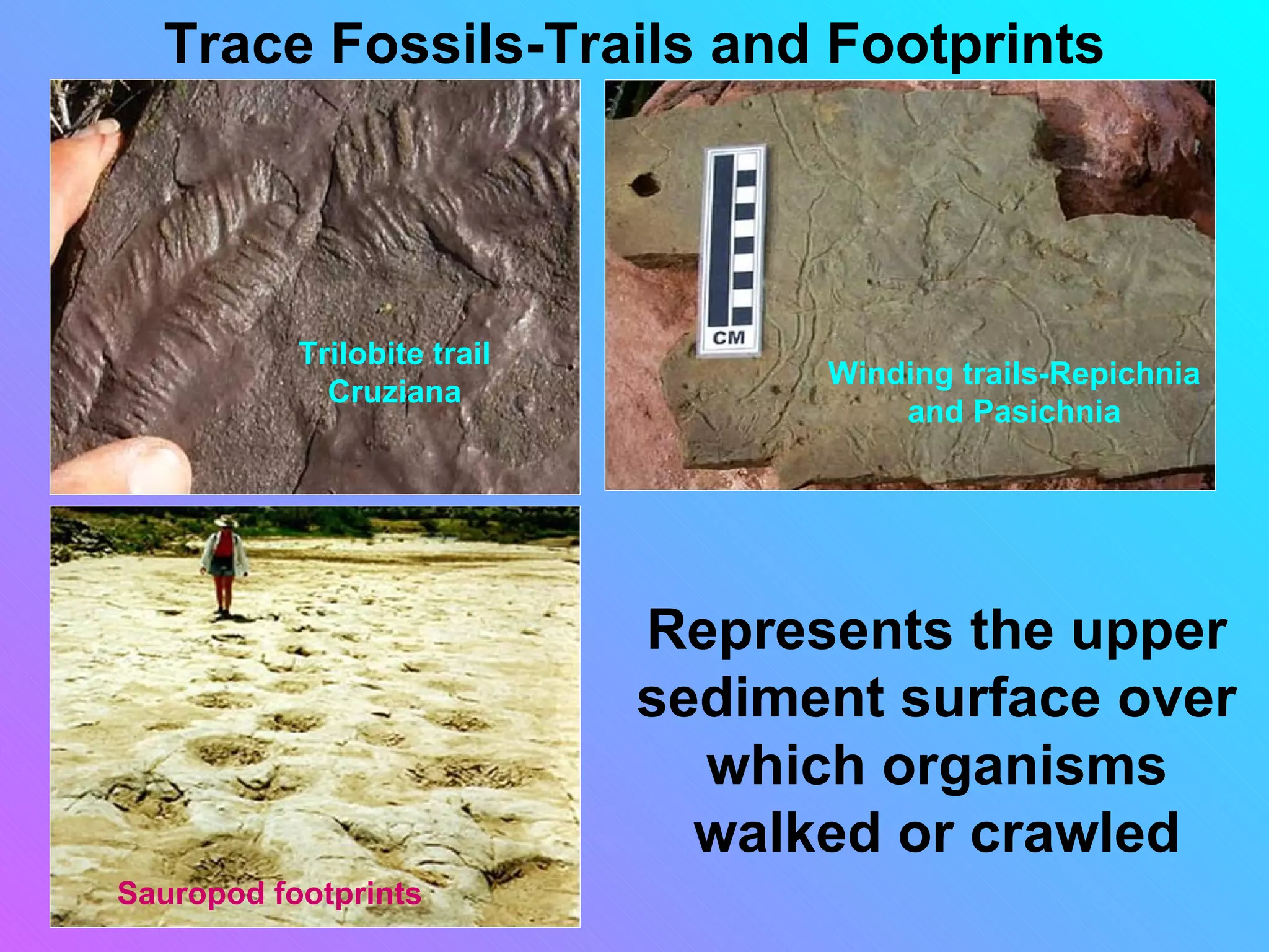 Trace Fossils-Trails and Footprints




           Trilobite trail
                                   Winding trails-Repichnia
             Cruziana
                                       and Pasichnia




                             Represents the upper
                             sediment surface over
                               which organisms
                               walked or crawled
Sauropod footprints
 