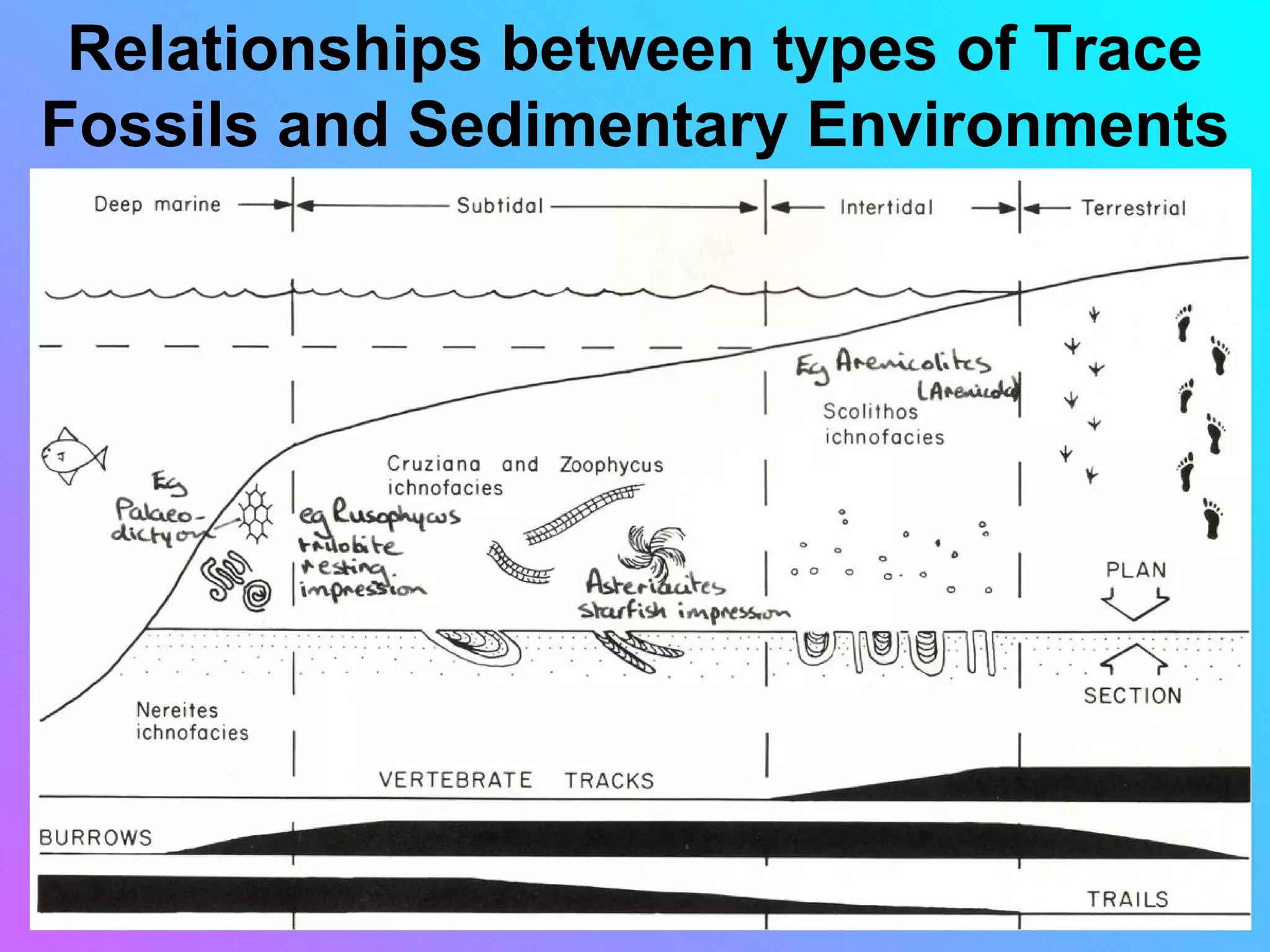 Relationships between types of Trace
Fossils and Sedimentary Environments
 