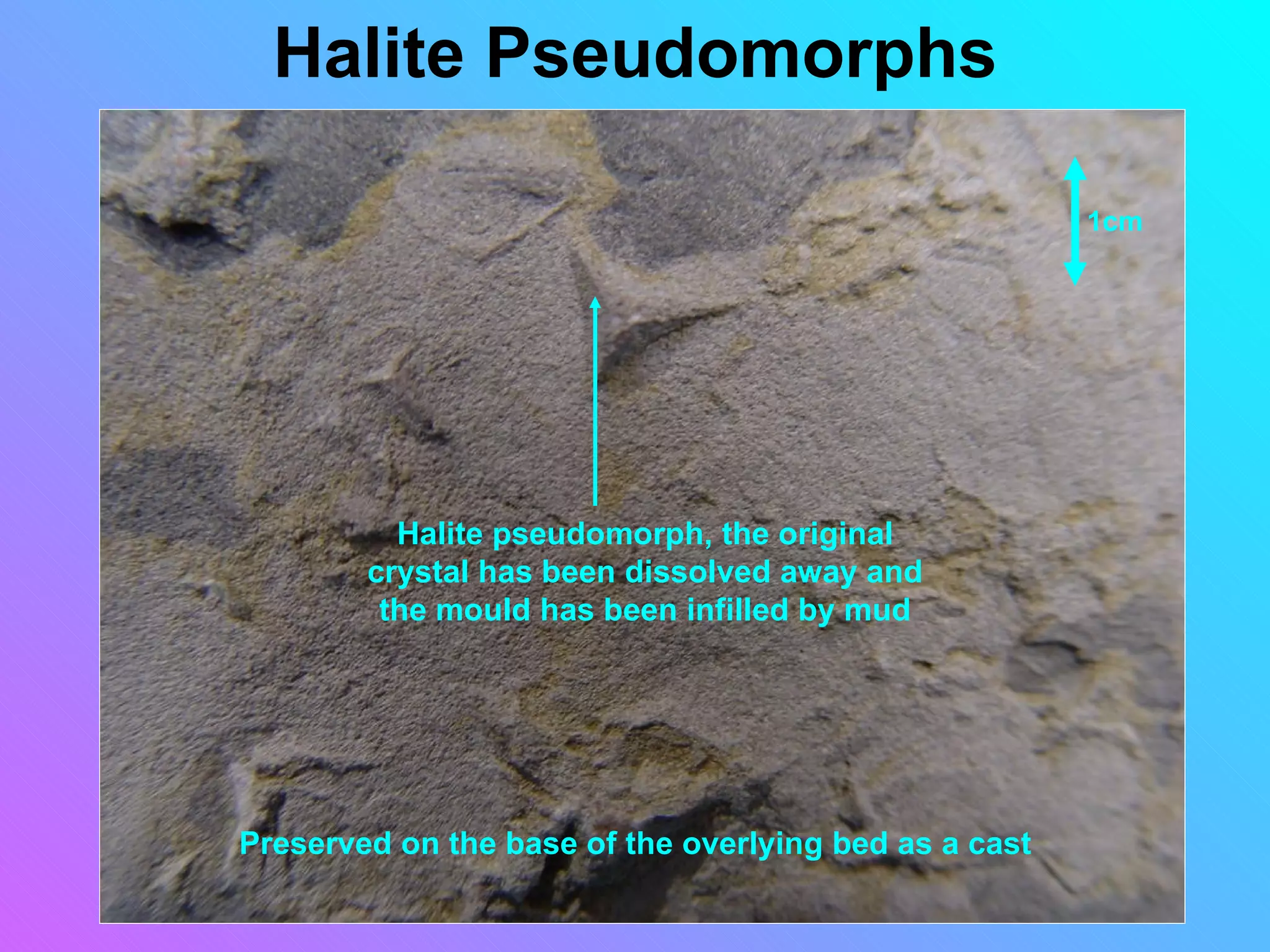 Halite Pseudomorphs

                                                       1cm




          Halite pseudomorph, the original
        crystal has been dissolved away and
         the mould has been infilled by mud




Preserved on the base of the overlying bed as a cast
 