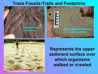 Sedimentary structures smallas | PPT