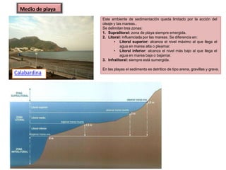 Calabardina
Medio de playa
Este ambiente de sedimentación queda limitado por la acción del
oleaje y las mareas..
Se delimitan tres zonas:
1. Supralitoral: zona de playa siempre emergida.
2. Litoral: influenciada por las mareas. Se diferencia en:
• Litoral superior: alcanza el nivel máximo al que llega el
agua en marea alta o pleamar.
• Litoral inferior: alcanza el nivel más bajo al que llega el
agua en marea baja o bajamar.
3. Infralitoral: siempre está sumergida.
En las playas el sedimento es detrítico de tipo arena, gravillas y grava.
 