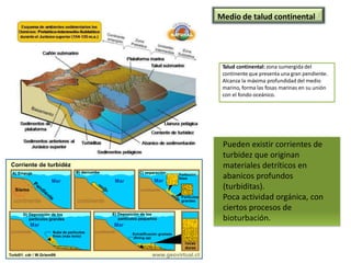 Talud continental: zona sumergida del
continente que presenta una gran pendiente.
Alcanza la máxima profundidad del medio
marino, forma las fosas marinas en su unión
con el fondo oceánico.
Medio de talud continental
Pueden existir corrientes de
turbidez que originan
materiales detríticos en
abanicos profundos
(turbiditas).
Poca actividad orgánica, con
ciertos procesos de
bioturbación.
 