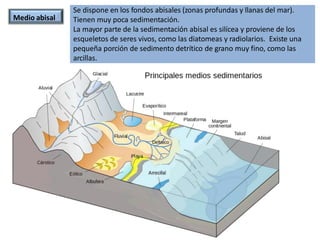 Medio abisal
Se dispone en los fondos abisales (zonas profundas y llanas del mar).
Tienen muy poca sedimentación.
La mayor parte de la sedimentación abisal es silícea y proviene de los
esqueletos de seres vivos, como las diatomeas y radiolarios. Existe una
pequeña porción de sedimento detrítico de grano muy fino, como las
arcillas.
 