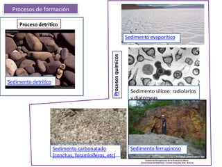 Procesos de formación
Sedimento detrítico
Proceso detrítico
Sedimento carbonatado
(conchas, foraminíferos, etc)
Sedimento silíceo: radiolarios
y diatomeas
Sedimento ferruginoso
Sedimento evaporítico
Procesosquímicos
 