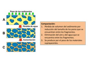 Compactación:
1. Pérdida de volumen del sedimento por
reducción del tamaño de los poros que se
encuentran entre los fragmentos.
2. Eliminación del aire y del agua que se
encuentra entre los fragmentos.
3. Se produce por el peso de los materiales
suprayacentes.
 