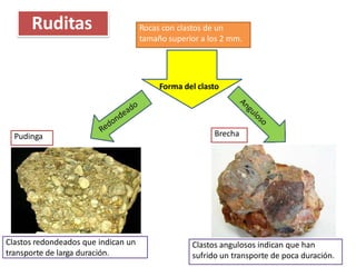 Ruditas Rocas con clastos de un
tamaño superior a los 2 mm.
Forma del clasto
Pudinga Brecha
Clastos redondeados que indican un
transporte de larga duración.
Clastos angulosos indican que han
sufrido un transporte de poca duración.
 