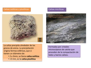 Calizas oolíticas y pisolíticas Calizas micríticas
La caliza precipita alrededor de los
granos de arena. La precipitación
origina formas esféricas, que si
tienen un diámetro de:
• 2 a 3mm, se llama caliza oolítica
• >3 mm, es la caliza pisolítica
Formadas por cristales
microscópicos de calcita que
proceden de la compactación de
lodos y barros calizos.
 