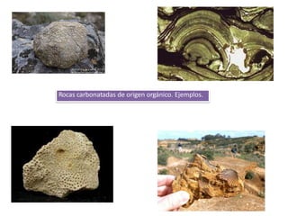Rocas carbonatadas de origen orgánico. Ejemplos.
 