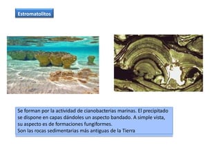 Estromatolitos
Se forman por la actividad de cianobacterias marinas. El precipitado
se dispone en capas dándoles un aspecto bandado. A simple vista,
su aspecto es de formaciones fungiformes.
Son las rocas sedimentarias más antiguas de la Tierra
 