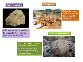 Calizas arrecifales
Se forman por la acumulación
del esqueleto de los corales
que forman los arrecifes.
Lumaquelas
Calizas formadas
por restos visibles
de conchas de
moluscos
Calizas de foraminíferos
Calizas formadas por restos
visibles de caparazones
calcáreos de protozoos,
como los foraminíferos y
los nummulítidos
 