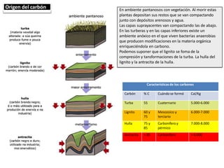 Origen del carbón En ambiente pantanosos con vegetación. Al morir estas
plantas depositan sus restos que se van compactando
junto con depósitos arenosos y agua.
Las capas suprayacentes van compactando las de abajo.
En las turberas y en las capas inferiores existe un
ambiente anóxico en el que viven bacterias anaerobias
que producen modificaciones en la materia orgánica
enriqueciéndola en carbono.
Podemos suponer que el lignito se foma de la
compresión y tansformaciones de la turba. La hulla del
lignito y la antracita de la hulla.
Características de los carbones
Carbón % C Cuándo se formó Cal/Kg
Turba 55 Cuaternario 5.000-6.000
Lignito 60 y
75
Mesozoico y
terciario
6.000-7.000
Hulla 75 y
85
Carbonífero y
pérmico
7.000-8.000
Antracita > 85 Carbonífero > 8.000
 