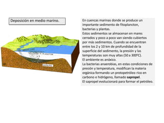 Deposición en medio marino. En cuencas marinas donde se produce un
importante sedimento de fitoplancton,
bacterias y plantas.
Estos sedimentos se almacenan en mares
cerrados y poco a poco van siendo cubiertos
por más sedimentos. Cuando se encuentran
entre los 2 y 10 km de profundidad de la
superficie del sedimento, la presión y las
temperaturas son muy altas (50 a 3000C).
El ambiente es anóxico.
La bacterias anaerobias, en estas condiciones de
presión y temperatura, modifican la materia
orgánica formando un protopetróleo rico en
carbono e hidrógeno, llamado sapropel.
El sapropel evolucionará para formar el petróleo.
 