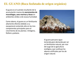 EL GUANO (Roca fosfatada de origen orgánico)
El guano es el sustrato resultante de la
acumulación masiva de excrementos de
murciélagos, aves marinas y focas en
ambientes áridos o de escasa humedad.
Como abono, el guano es un fertilizante
altamente efectivo debido a su
excepcional contenido alto en los tres
componentes principales para el
crecimiento de las plantas: nitrógeno,
fósforo y potasio.
El guano peruano sigue
teniendo gran demanda por ser
un fertilizante natural, por mor
del auge de la agricultura
ecológica, que sustituye los
abonos artificiales por los de
origen natural.
 