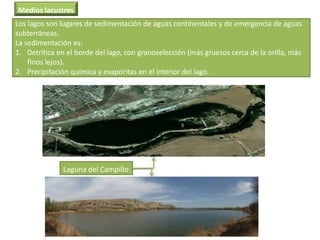 Laguna del Campillo
Medios lacustres
Los lagos son lugares de sedimentación de aguas continentales y de emergencia de aguas
subterráneas.
La sedimentación es:
1. Detrítica en el borde del lago, con granoselección (más gruesos cerca de la orilla, más
finos lejos).
2. Precipitación química y evaporitas en el interior del lago.
 