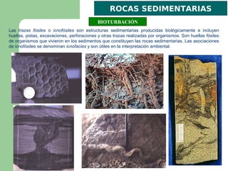 ROCAS SEDIMENTARIAS
                                            BIOTURBACIÓN
Las trazas fósiles o icnofósiles son estructuras sedimentarias producidas biológicamente e incluyen
huellas, pistas, excavaciones, perforaciones y otras trazas realizadas por organismos. Son huellas fósiles
de organismos que vivieron en los sedimentos que constituyen las rocas sedimentarias. Las asociaciones
de icnofósiles se denominan icnofacies y son útiles en la interpretación ambiental.
 